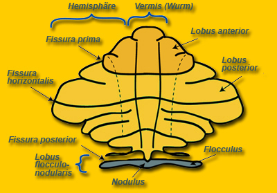 Cerebellum Einteilung