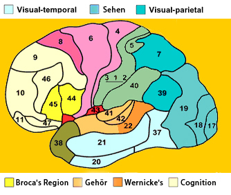 Broca und Wernicke