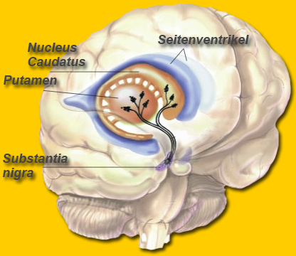 Basalganglien