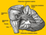 Cerebellum