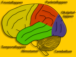 Hirnlappen