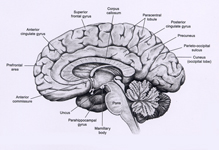 Gyri medial