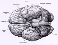 Gyri basal