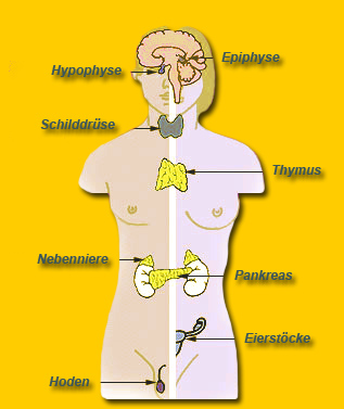 Hormonsystem