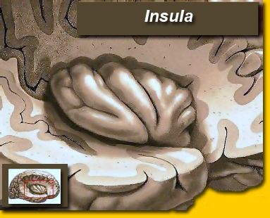 Insula