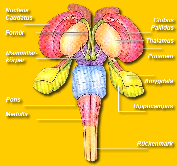 Limbisches System 1