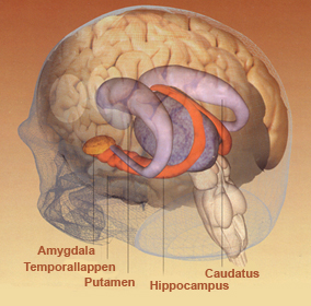 Limbisches System posterior