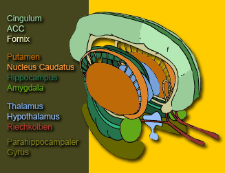 Thalamus - Limbisches System