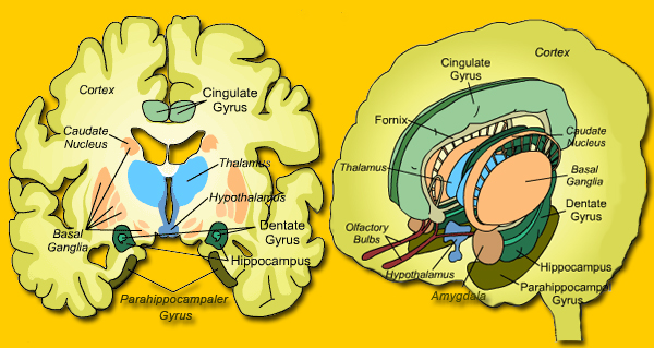 limbisches system