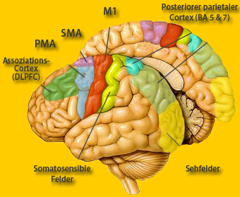 Motorcortex