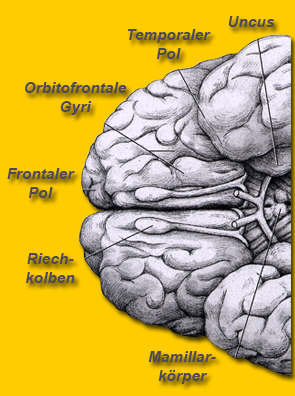 Orbitofrontaler Gyrus