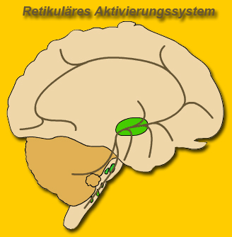 Retikuläres Aktivierungssystem