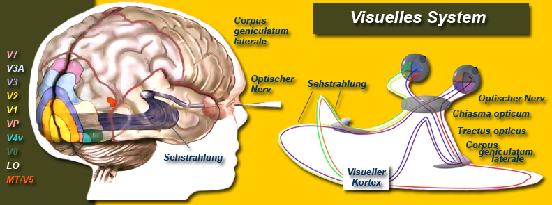 Visuelles System